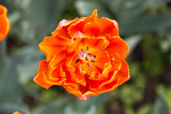 Flores coloridas brilhantes tulipas para fundo, cartazes, cartões — Fotografia de Stock