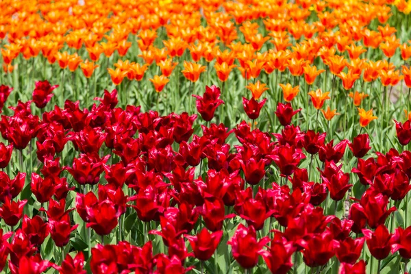 Flores coloridas brilhantes tulipas para fundo, cartazes, cartões — Fotografia de Stock