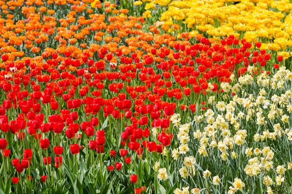 Яркие красочные цветы тюльпаны для фона, плакаты, открытки — стоковое фото