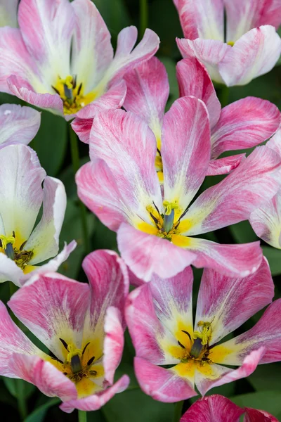 Flores de colores brillantes tulipanes para el fondo, carteles, tarjetas — Foto de Stock