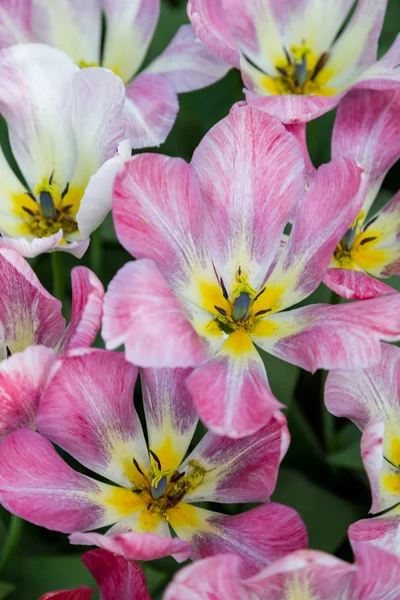 Яскраві різнокольорові квіти тюльпани для фону, плакати, карти — стокове фото