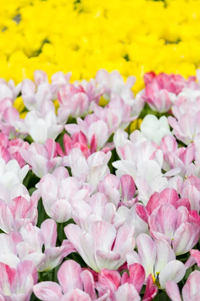 背景、ポスター、カードのための明るいカラフルな花チューリップ — ストック写真