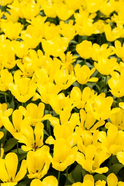 Flores coloridas brilhantes tulipas para fundo, cartazes, cartões — Fotografia de Stock