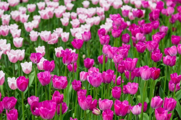 Flores coloridas brilhantes tulipas para fundo, cartazes, cartões — Fotografia de Stock