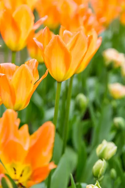 Flores coloridas brilhantes tulipas para fundo, cartazes, cartões — Fotografia de Stock