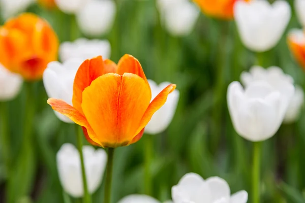 Bright colorful flowers tulips for background, posters, cards — Stock Photo, Image