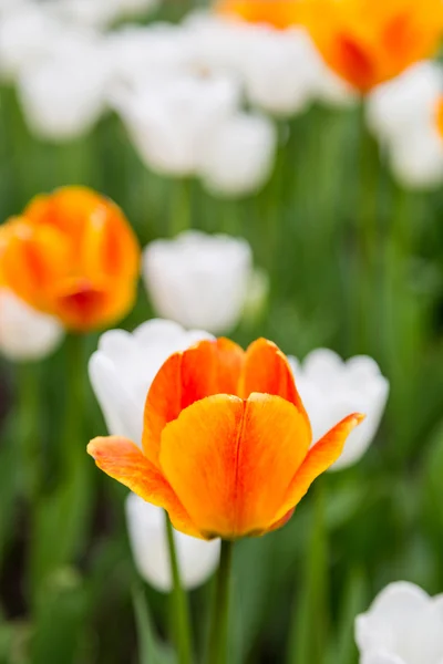 Bright colorful flowers tulips for background, posters, cards — Stock Photo, Image