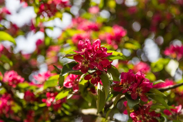 Parlak renkli çiçek elma için arka plan, pos ile dal — Stok fotoğraf