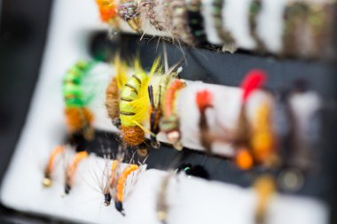 kutusunda farklı sineği balık hataları