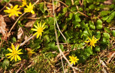 Ormanda Sarı Çiçekler