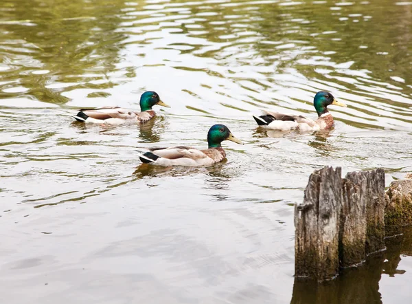 Tre änder simning i en damm — Stockfoto