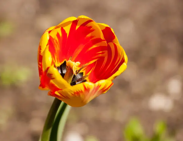 Rote und gelbe Tulpe — Stockfoto