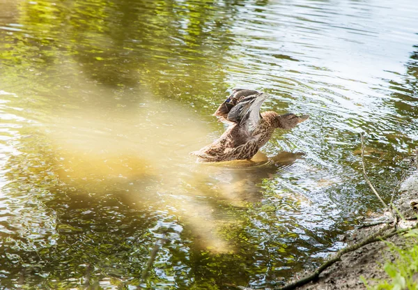 Eend flappen zijn vleugels aan het meer — Stockfoto