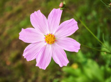 Pembe çiçek yakın plan