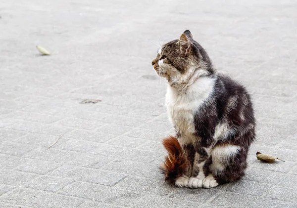 Bezdomny Samotny Trójkolorowy Kot Siedzący Chodniku Jesienny Dzień Zbliżenie Zewnątrz — Zdjęcie stockowe