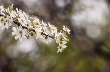 Bir dalda kiraz çiçekleri. Açık hava yakın çekim. bahar günü