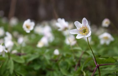 Baharda, güneşli bahar gününde ormanda şakayık çiçekleri.