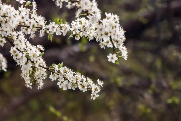 Flores Cerezo Una Rama Primer Plano Aire Libre Día Primavera —  Fotos de Stock