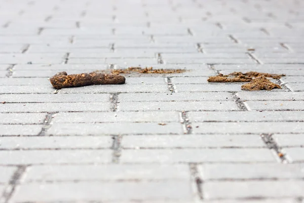 Shit Dog Street Pavement Outdoor Closeup — Stock Photo, Image