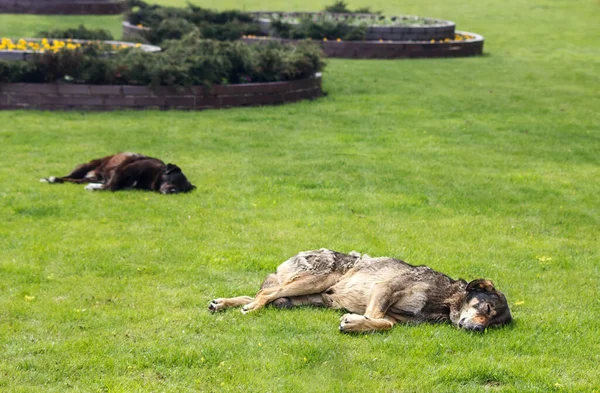 春天的一天 两只流浪狗躺在城市的草坪上 — 图库照片