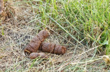 big pile of dog shit on the city lawn. outdoor closeup. fresh animal crap dung