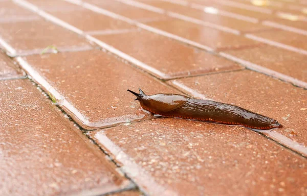 Babosa Arrastrándose Largo Del Camino Bajo Lluvia Sombrío Día Otoño — Foto de Stock