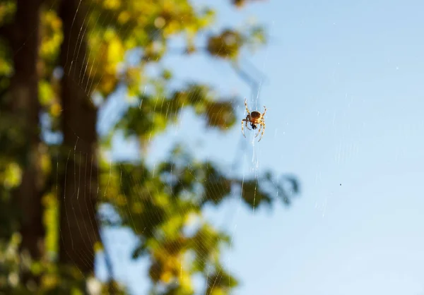 Spider Sits Web Sunny Day Outdoor Closeup — Stock Photo, Image