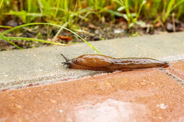 Lesma Rastejando Longo Caminho Chuva Dia Outono Sombrio — Fotografia de Stock