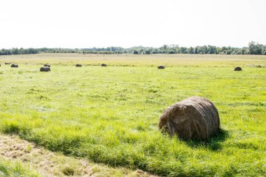 Güneşli sonbahar gününde hasat edilmiş saman balyalarıyla dolu bir tarla.