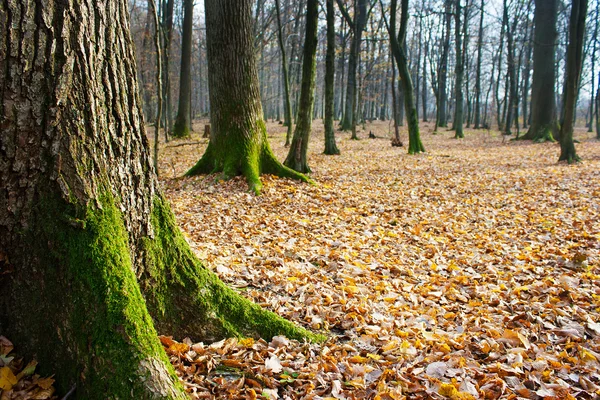 Bosque a finales de otoño —  Fotos de Stock
