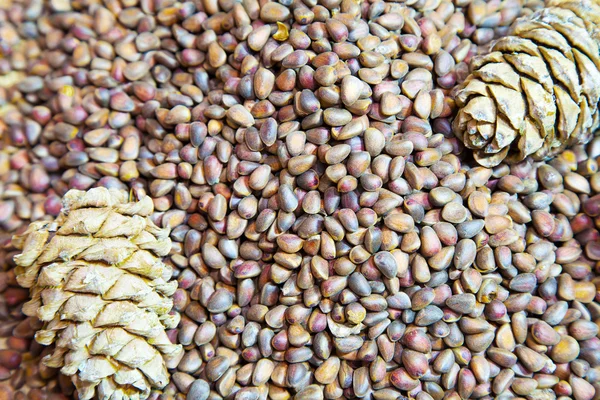 Cedar nuts and cones closeup — Stock Photo, Image