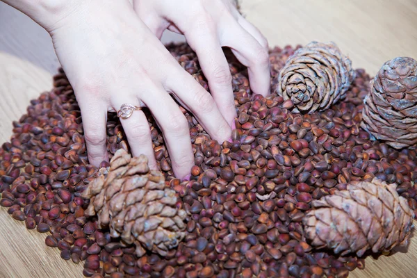 Manos femeninas con nueces de cedro y conos —  Fotos de Stock