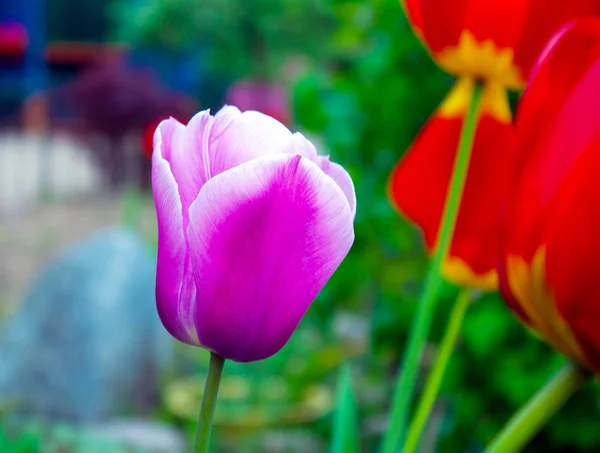 Paarse tulp close-up — Stockfoto