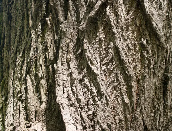 Corteza de árbol como fondo — Foto de Stock