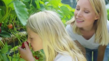 Anne ve kızı meyve toplama