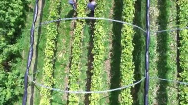 Çift malzeme çekme meyve