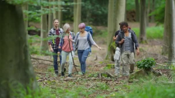 Amigos caminhadas na floresta — Vídeo de Stock