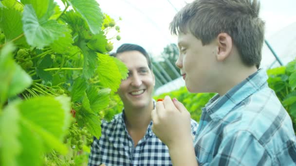 Father and son picking eating fruits — Stock Video