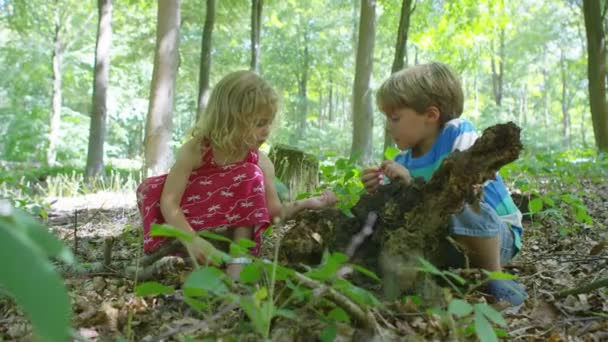 Jongen en meisje op zoek naar insecten — Stockvideo