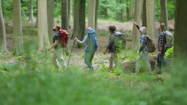 Amis randonnée dans les bois — Video