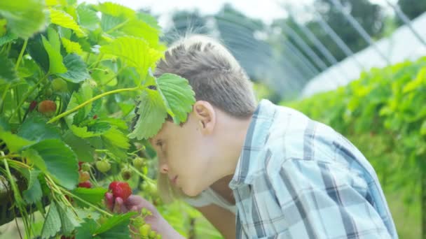 Mother and son picking fruits — Stock Video