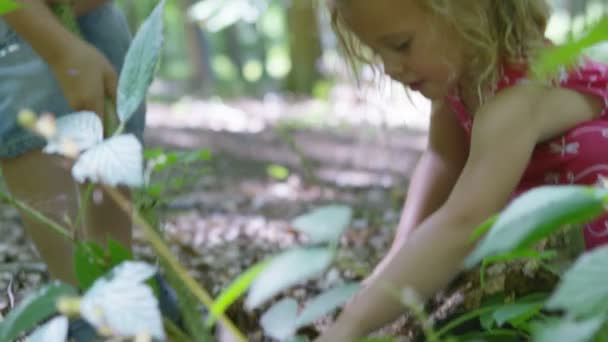 Pojke och flicka letar efter insekter — Stockvideo