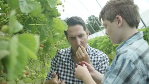 Father and son picking eating fruits — Stock Video