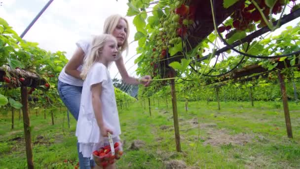 Madre e hija recogiendo frutas — Vídeo de stock