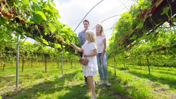 Familia recogiendo frutas — Vídeos de Stock