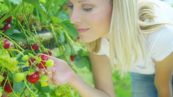 Mujer mirando frutas en huerto — Vídeos de Stock