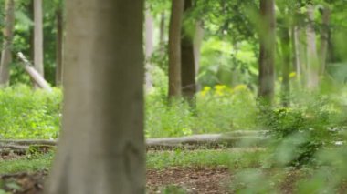 Ormanda yürüyüş yapan bir kadın