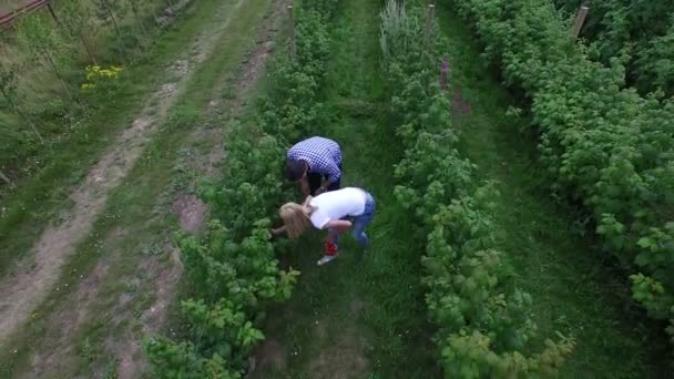 Couple cueillette des fruits — Video