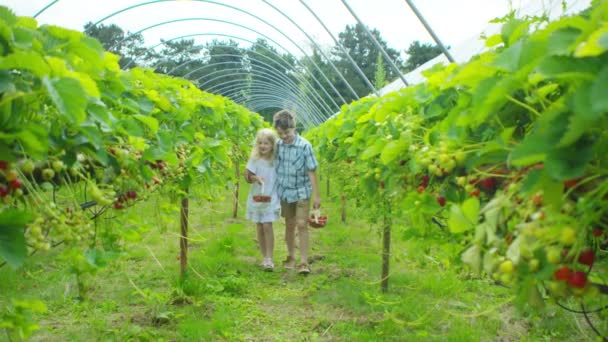 Boy and girl picking fruits — Stock Video