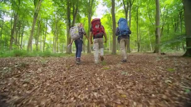 Vrienden wandelen in het bos — Stockvideo